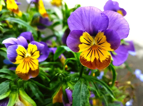 Miniatura 8 de Semillas Viola Tricolor Seed Mix 40+ Semillas para cultivar Viola Johnny Jump-up Mix Primavera o en climas templados Plantación de otoño