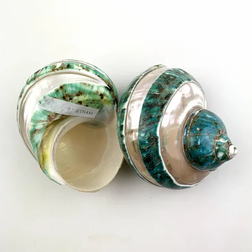 Miniatura 2 de Heyiwell Grandes conchas turbo verdes y perlas, cangrejo ermitaño para manualidades, decoración náutica del hogar, 3.5 ~ 4 pulgadas