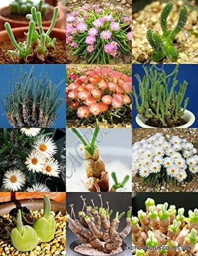 Succulent Seeds - MONILARIA Mix, Rare Succulent Cactus Exotic Living Stones Desert Seed 15 Seeds