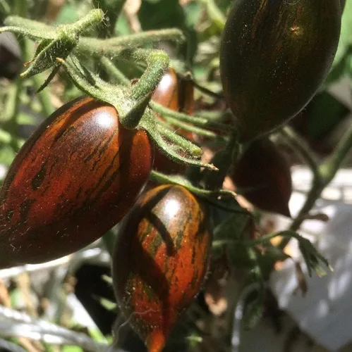 Tomate de uva atómica de Brad's - Paquete de 20 semillas
