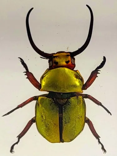 Miniatura 28 de Escarabajo británico Chafer de rosa real de 1.732 pulgadas en resina de lucita cristalina, muestra preservada de cetonia aurata, insectos
