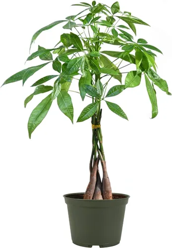 Miniatura 7 de American Plant Exchange - Árbol del dinero, planta viva fácil de cuidar, maceta de 4 pulgadas, planta de 1.5 pies de alto, para interiores