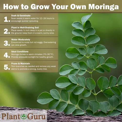 Miniatura 7 de Semillas de Moringa sin alas 1 lb. JAR de boca ancha - PKM1 Variedad - Comestible para picar - Plantación - Moringa Oleifera - Malunggay - Semillas