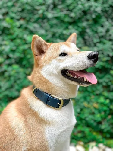 Miniatura 7 de Collar clásico para perro Tuff Pupper ¨para toda la vida¨, resistente y duradero, más fuerte que la piel, impermeable y sin olor Azul medianoche