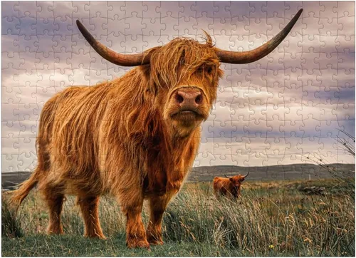 Miniatura 7 de MyPuzzle Strict Pair of Highland Cows Caught On The North Coast of Scotland - Rompecabezas prémium de 100 piezas para adultos