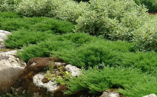 Miniatura 2 de Andorra Compacta Juniper - 30 plantas vivas - Cubierta de suelo de hoja perenne resistente al frío tolerante a la sequía