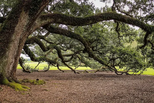 Miniatura 4 de Roble vivo del sur Quercus Virginiana 10 plantas vivas Árbol de sombra pintoresco duradero Follaje verde oscuro