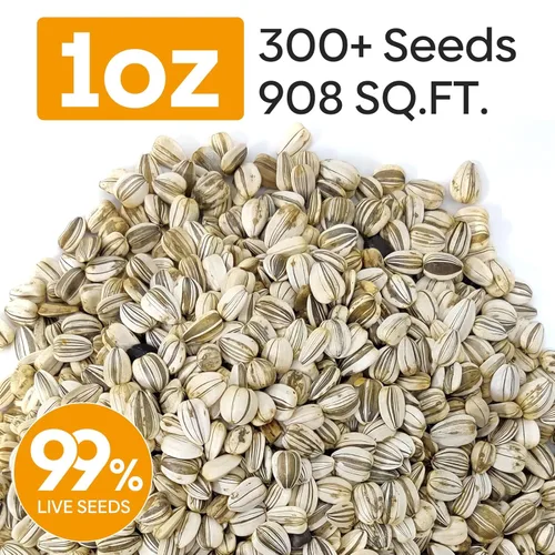 Miniatura 2 de Semillas de girasol Groundio para plantar, 1 OZ, cultiva un girasol gigante Mamut en tu jardín, más de 300 semillas de girasol con alta germinación