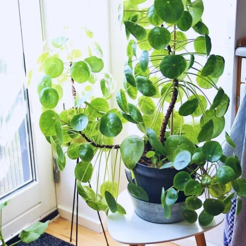 Miniatura 4 de 2 plantas de dinero vivas, de 5 a 6 pulgadas de largo, Pilea Peperomioides Planta viva para jardín, plantas vivas de dinero