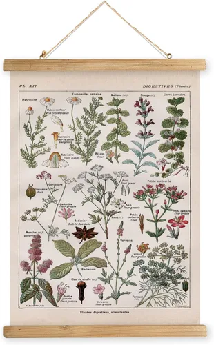 Miniatura 13 de XIAOAIKA Póster Educativo de Vida Silvestre de Seto Británico - Cuadro Ilustrado de la Naturaleza con Marco de Madera - Arte de Pared de Animales