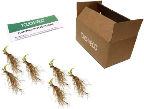 Miniatura 5 de Paquete de 6 plantas mixtas de raíces desnudas Hosta en forma de corazón, follaje verde rico, bajo mantenimiento para tu hogar y jardín, enviadas