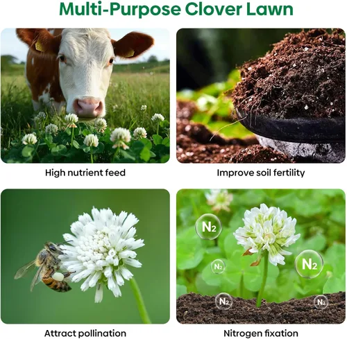 Miniatura 7 de Groundio White Clover Seeds for Lawn Alternative