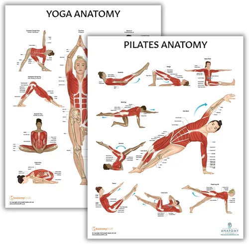 Miniatura 11 de Anatomy Lab Póster muscular, esquelético, yoga, estiramiento y pilates, anatomía y fisiología – Paquete de 5 LAMINADO 17.3 x 22.5 pulgadas, tabla