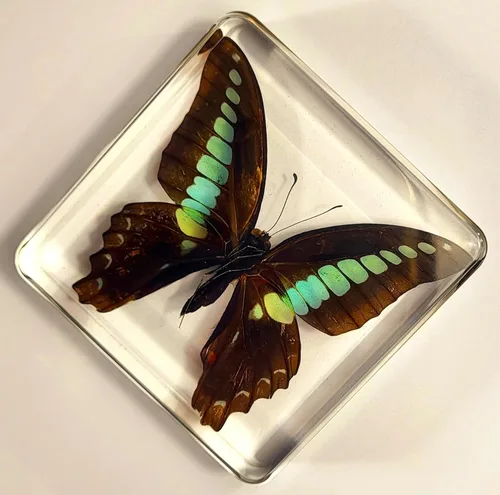 Miniatura 8 de Mariposa Bluebottle real de 2.9 pulgadas en resina de Lucite transparente, grafio, sarpedón, colección de manualidades para biología, ciencias