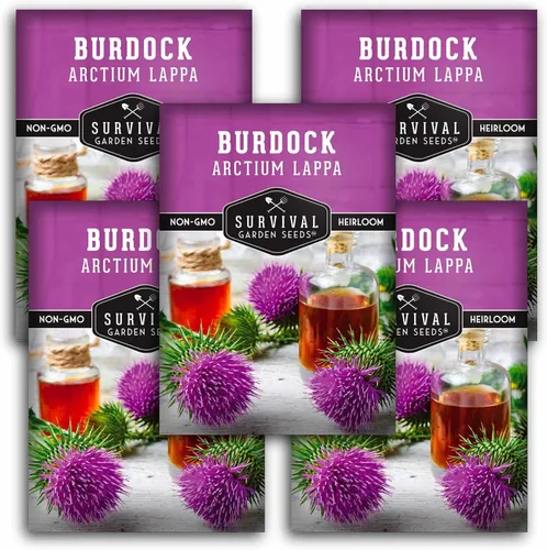 Miniatura 12 de Semillas de bardana para plantar, 2 paquetes con instrucciones para plantar y cultivar raíz de bardana (GOBO) en el huerto de tu hogar, variedad