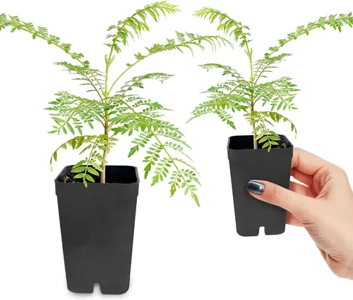 Miniatura 3 de My Shelfie - Árbol de jacaranda para bonsái, árbol de 3 a 4 pulgadas de alto en maceta de 2 pulgadas, plantas vivas de resistencia al aire libre