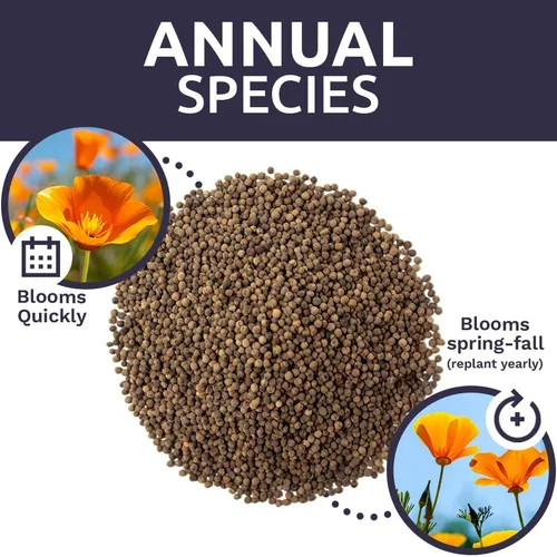 Miniatura 8 de Semillas de flores silvestres de amapola naranja de California, paquete a granel de 1 onza, más de 20,000 semillas nativas, flor del estado
