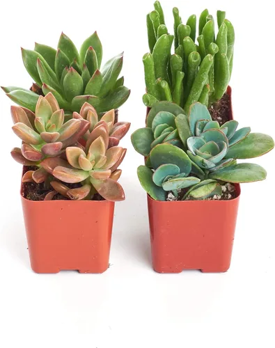Shop Suculents | Colección surtida | Surtido variado de plantas reales suculentas de interior, totalmente plantadas, paquete de 4 unidades.