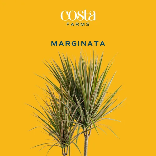 Miniatura 3 de Costa Farms Dracaena Marginata Magenta Dragón de Madagascar Árbol vivo planta de interior Maceta de cultivo