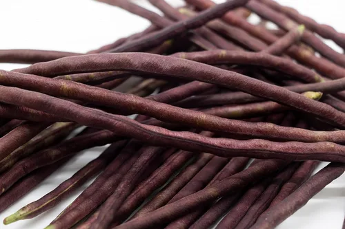 Miniatura 8 de Purple Yard - Semillas de frijol largo, más de 85 semillas, semillas de frijoles largos asiáticos, semillas de frijoles de espárragos, Phaseolus