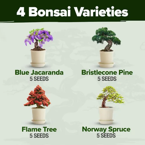 Miniatura 4 de HOME GROWN Más de 23,500 semillas de rosa musgo y árbol bonsái Kit de regalo para hombres y mujeres - Cultiva 4 árboles bonsái