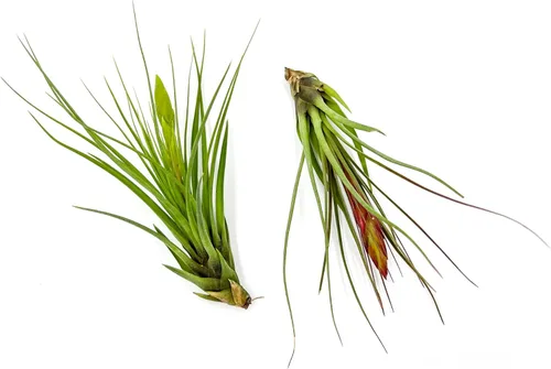 Miniatura 16 de ragnaroc Air Plants - Tillandsia Caput Medusae Floreciente, Grande 5-7" - 1ct - Llegada Viva Garantizada - Plantas de Casa para Decoración del Hogar