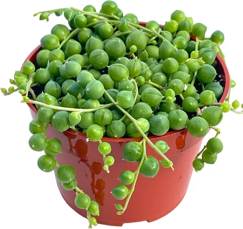 Miniatura 21 de Suculenta Viva de 4" Callisia Repens Pink Lady Turtle Vine, Plantas Suculentas Vivas Completamente Enraizadas Planta de Casa para Decoración