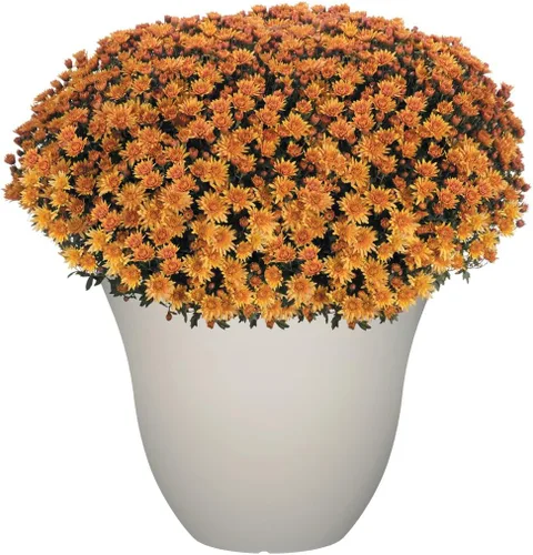 Miniatura 4 de Macetero de madreselva para jardín o patio Blanco (Vanilla White)