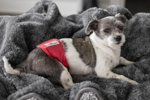 Miniatura 9 de Pet Parents® Bandas para el vientre lavables para perros machos (paquete de 3) + Extendrs® de pañales duraderos para perros machos, pañales prémium