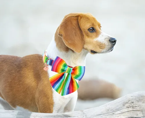Miniatura 5 de DOGWONG Collar de perro de verano con pajarita X: arco iris lgbt