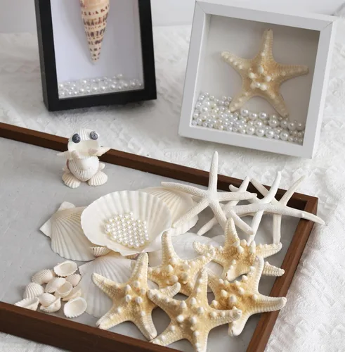 Miniatura 6 de JSPYFITS Estrellas de mar grandes de 2.5 a 4 pulgadas y conchas de vieira para manualidades, 12 unidades, conchas naturales de mar de playa