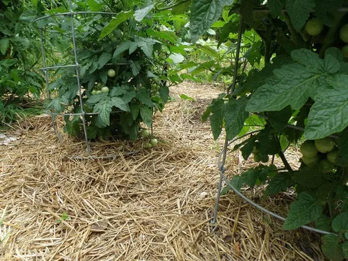Paja 100% natural prémium para ropa de cama de animales, mantillo de jardín, abono y fertilizante, y cubierta de césped (8 libras)