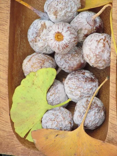 Miniatura 5 de Plántula de Ginkgo Biloba de 2 a 3 años de edad de 10 a 12 pulgadas de alto