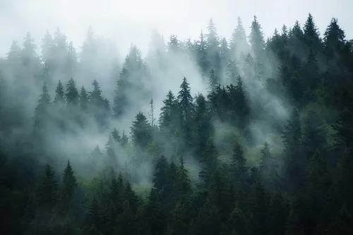 Miniatura 2 de Bosque en la niebla de la mañana, mural de pared de arte grande, papel tapiz para dormitorios, salas de estar y baños (no autoadhesivo)