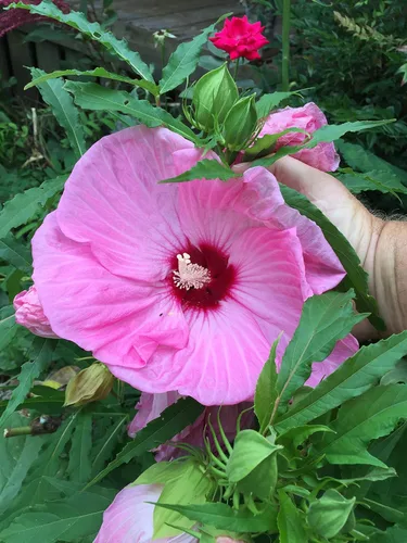 Miniatura 6 de UPC0764425787105 - Semillas de hibisco tropical, rosa gigante (Hibiscus rosa-sinensis) de Robsrareandgiantseeds UPC0764425787105 sin OMG, orgánico