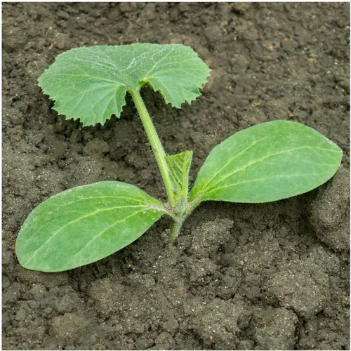 Miniatura 6 de Seed Needs Semillas de calabacín para plantar calabaza de verano Black Beauty, sin OMG, reliquia y sin tratar, rendimientos prolíficos de deliciosos