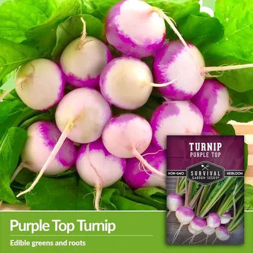 Miniatura 3 de Semillas de nabo para plantar Purple Top Heirloom Variedad sin OMG Vegetal de raíz para jardines domésticos de otoño y primavera – Semillas