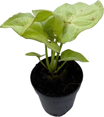 Miniatura 2 de BubbleBlooms Confeti Syngonium, en una maceta de 2 pulgadas Mini Pixie