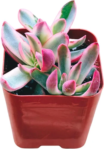 Miniatura 2 de Suculentas plantas vivas de 2 pulgadas, Planta rosario variegada, minisuculentas, plantas de interior de fácil cuidado enraizadas en mezcla