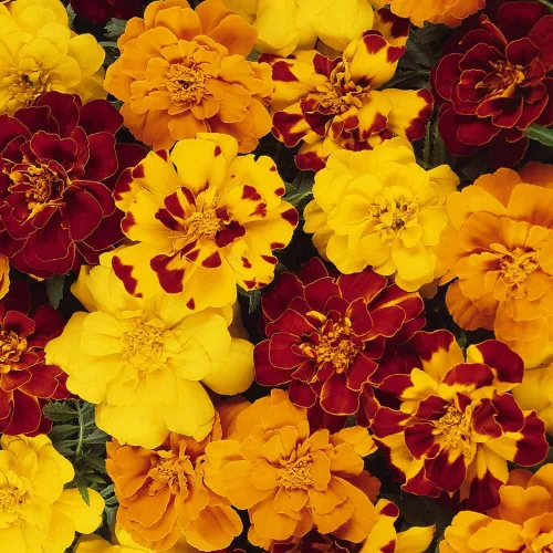 Miniatura 7 de Outsidepride 250 semillas anuales Tagetes Patula Outback French Marigold Garden Flower Seed Mix para plantar French Outback Mix