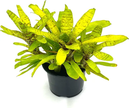 Miniatura 9 de ragnaroc Plantas Vivas – Bromelia Neoregelia Dragon, 8-12" en Maceta de 6" - 1ct - Llegada Viva Garantizada - Plantas de Casa para Decoración