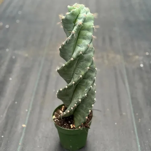 Planta viva de cactus en espiral | Esquejes de cactus espiralis | Plantas de interior para decoración del hogar | Plantas suculentas de interior