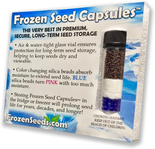 Miniatura 3 de Wild Zaatar - Semillas de orégano (Origanum syriacum) Más de 30 semillas de hierbas raras de reliquia en cápsulas de semillas congeladas
