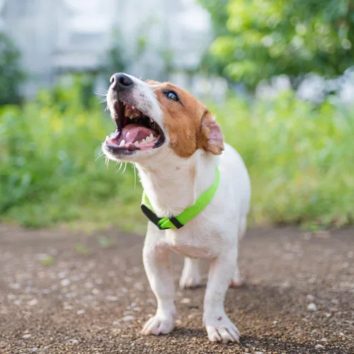 Miniatura 2 de Collar de perro básico verde con collar transpirable de nailon de liberación rápida para cachorros, perros pequeños, medianos y grandes, niños
