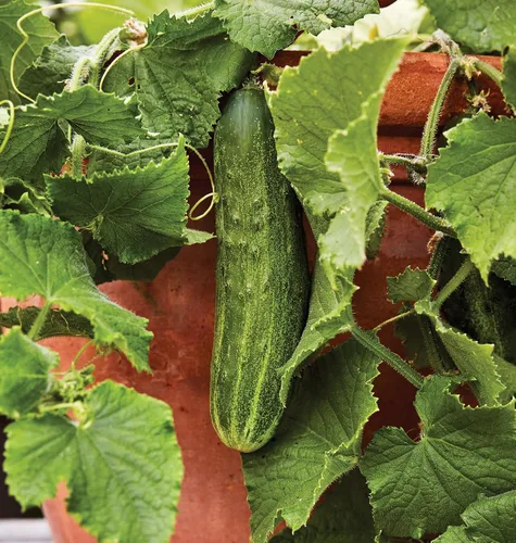 Burpee 'Bush Champion' Semillas de Pepino para Rebanar, 60 semillas sin OGM, Apto para Contenedores, Exclusivo de Burpee
