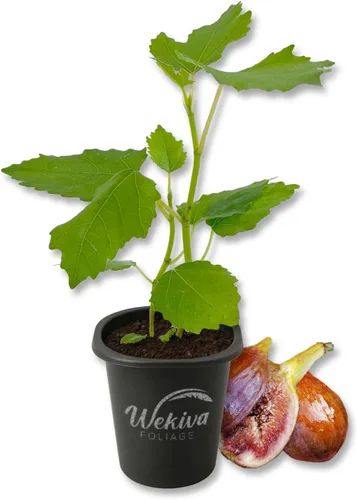 Miniatura 8 de Beer's Black Fig Tree - 1 planta de inicio vivo - Ficus Carica - Árbol frutal comestible para el patio y el jardín