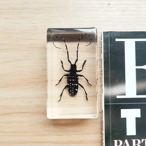 Miniatura 5 de Especímenes reales de insectos de escarabajo de cuernos largos en manualidades de pisapapapeles, colección de taxidermia de animales para educación