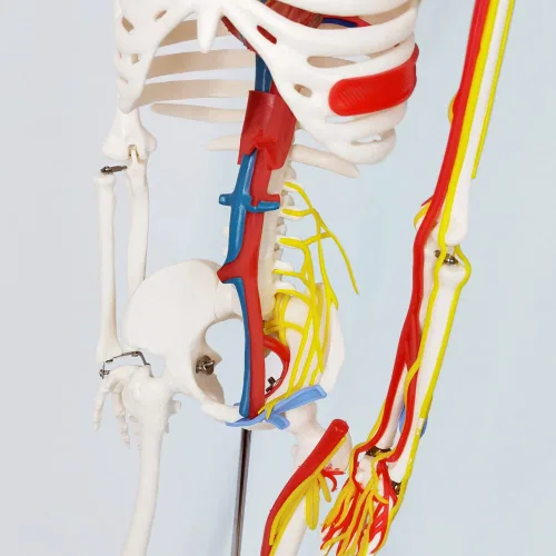 Miniatura 4 de EVOTECH SCIENTIFIC Mini modelo de esqueleto humano para anatomía, modelo de esqueleto humano de tamaño natural de 33.5 pulgadas, 1/2 con nervios