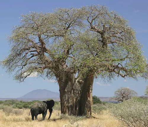 Semilla de árbol baobab - Adansonia Digitata