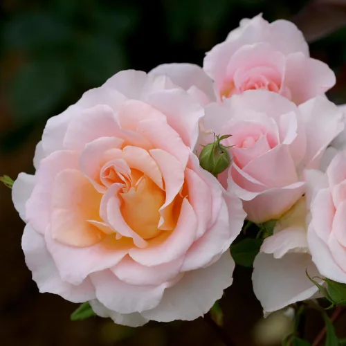 Miniatura 2 de Heirloom Roses Rosal fragante - Planta de rosa naranja en maceta viva Desirée™ para plantar al aire libre